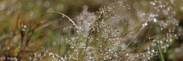 Tau im Herbst