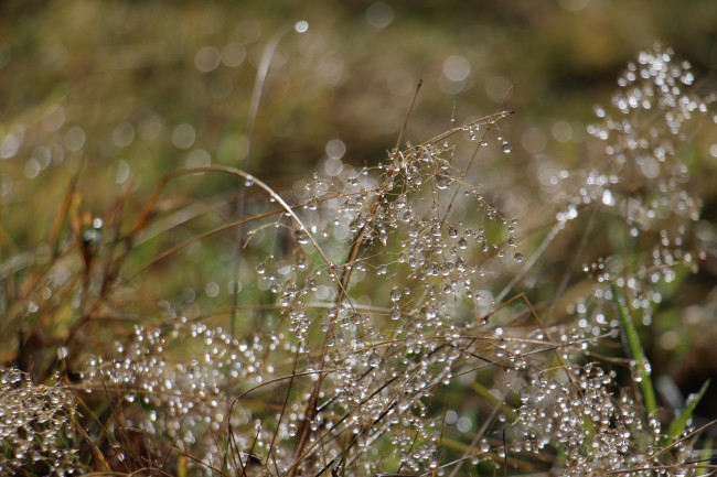 Tau im Herbst